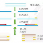 高保真/高產(chǎn)能/高效率PCR Mix強(qiáng)力來襲
