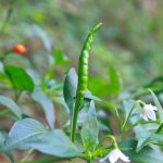 項目文章 | 突破性成果！辣椒基因組調(diào)控元件圖譜被系統(tǒng)繪制